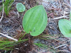 Eriospermum nanum
