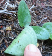 Eriospermum nanum