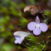 Pedicularis sylvatica lusitanica - Photo (c) 103917170835602529469, algunos derechos reservados (CC BY-NC), subido por 103917170835602529469