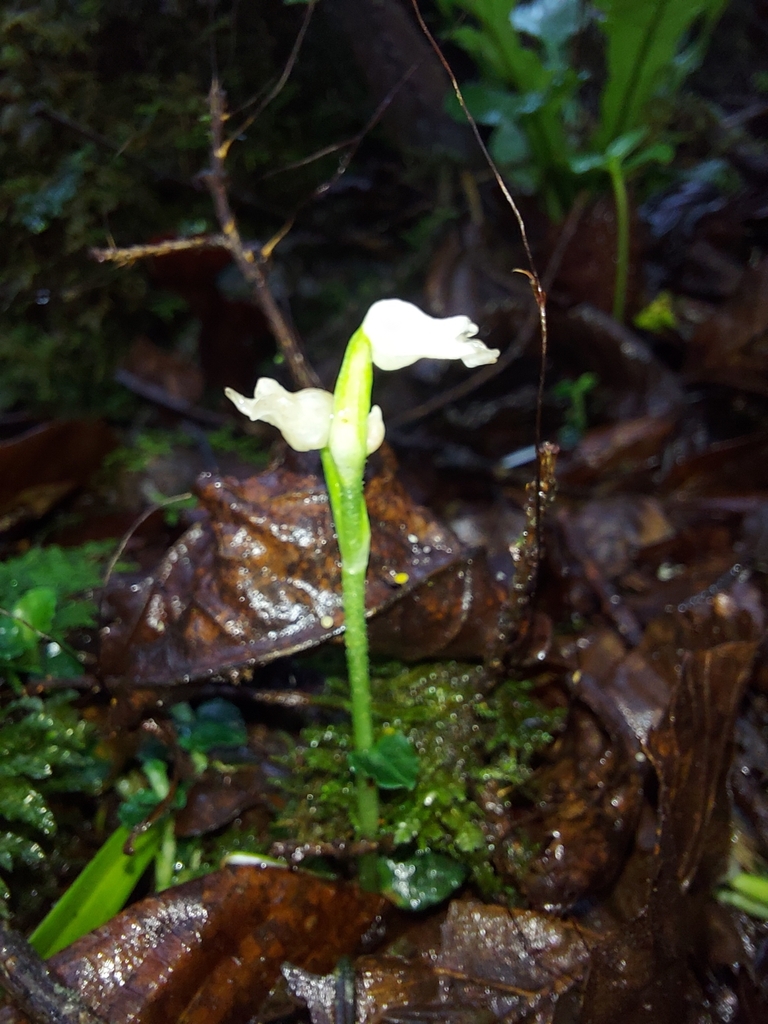 Odontochilus pumilus (Odontochilus pumilus)