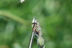 Platycnemis pennipes