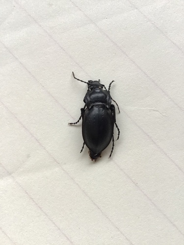 Carabus vladimirskyi