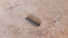 Pseudaphelia apollinaris