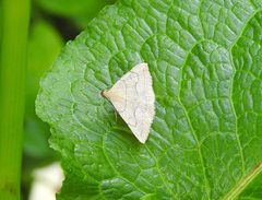 Zanclognatha pedipilalis