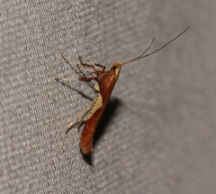 Caloptilia stigmatella