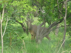 Alcelaphus buselaphus major