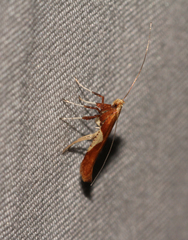 Caloptilia stigmatella