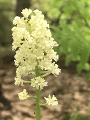 Actaea rubra