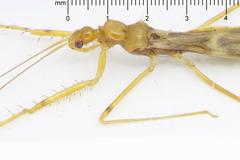 Saicinae