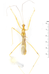 Saicinae