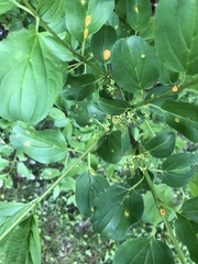 Rhamnus cathartica