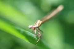 Platycnemis pennipes