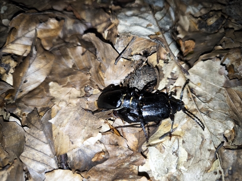 Prionus coriarius