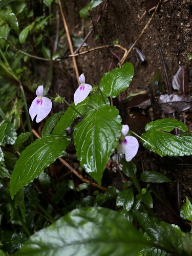 Image of Impatiens elegans by (c) Divya Mudappa, some rights reserved (CC BY-SA)
