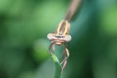 Platycnemis pennipes