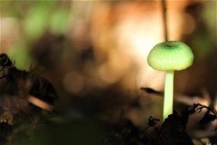 Entoloma necopinatum