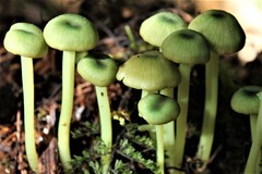 Entoloma necopinatum