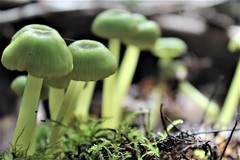Entoloma necopinatum