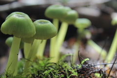 Entoloma necopinatum