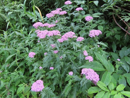 Image of Achillea distans by (c) Marco Mussita, some rights reserved (CC BY)