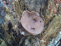 Fungi