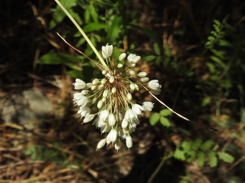 Image of Allium pallens by (c) Yves Bas, some rights reserved (CC BY)