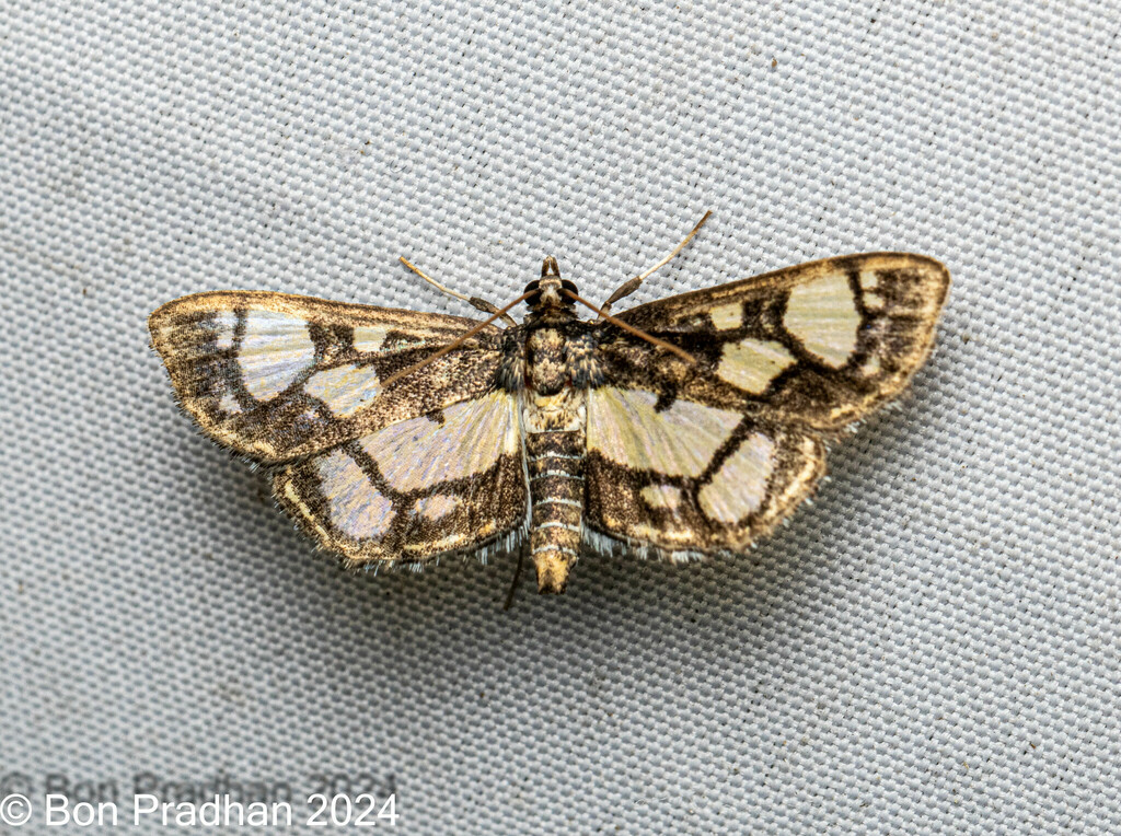 Hyaloplaga