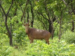 Alcelaphus buselaphus major