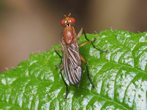 Tetanocera hyalipennis