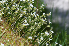 Saxifraga fragosoi