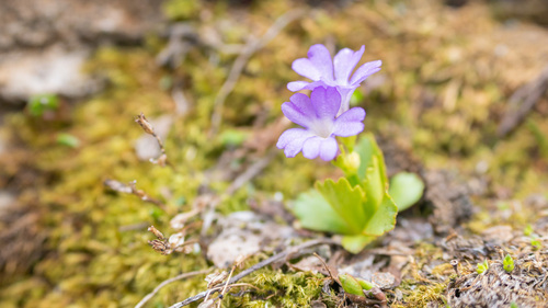 Primula daonensis (Leyb.) Leyb.