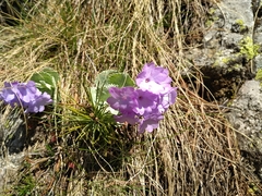 Primula marginata