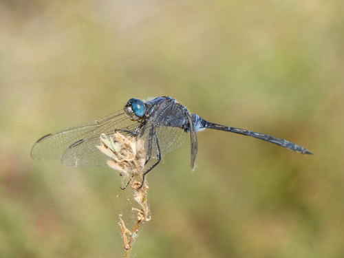 Long Skimmer