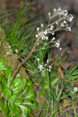 Saxifraga spathularis