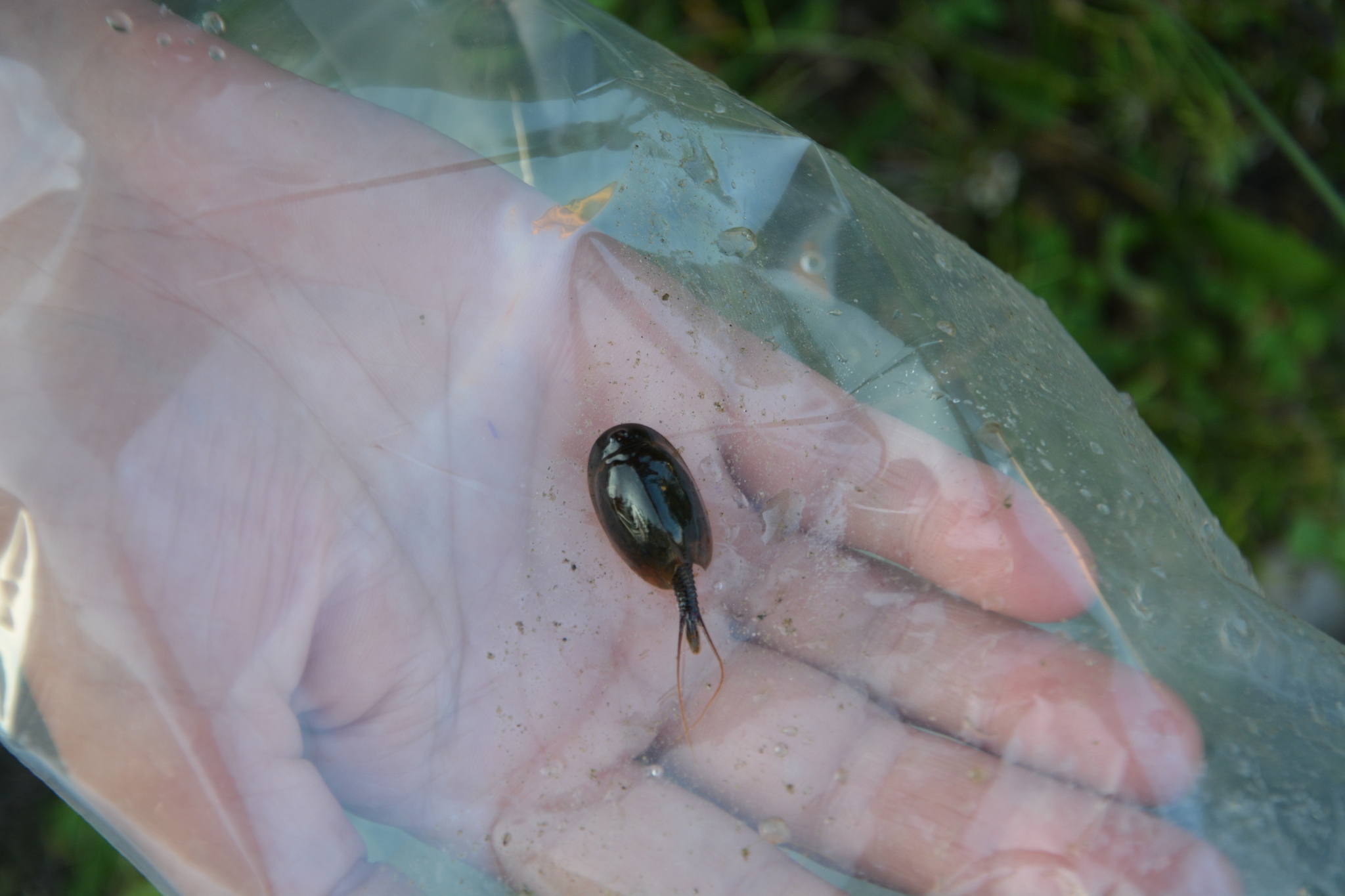 Lepidurus arcticus (Pallas, 1793)