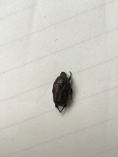 Protaetia famelica
