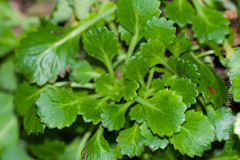 Saxifraga spathularis