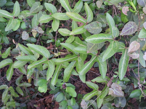 Image of Aristolochia trilobata by (c) Fabrício Mil Homens Riella, some rights reserved (CC BY)
