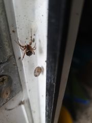 Steatoda nobilis