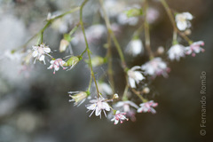 Saxifraga spathularis