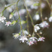 Saxifraga - Photo (c) 103917170835602529469, some rights reserved (CC BY-NC), uploaded by Fernando Romão