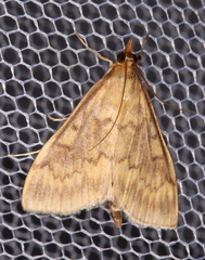 Ostrinia