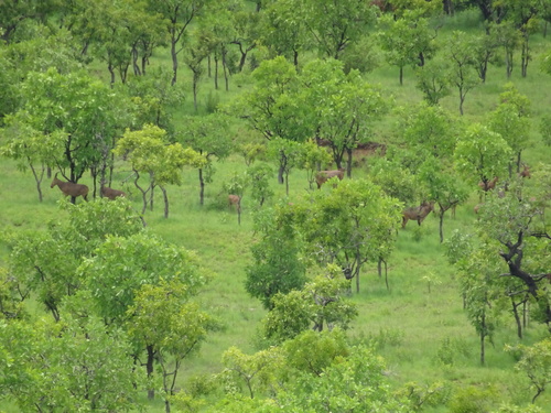 Western Hartebeest