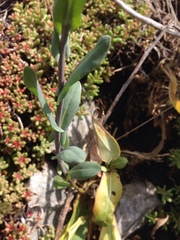 Alyssoides utriculata