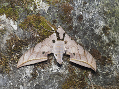 Ambulyx sericeipennis