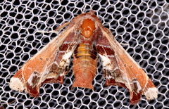 Eutelia pulcherrimus