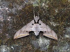 Ambulyx sericeipennis