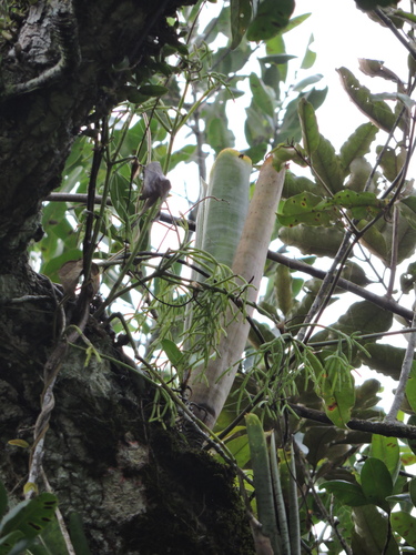 Image of Quesnelia marmorata by (c) Fabrício Mil Homens Riella, some rights reserved (CC BY)