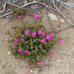 Lampranthus pauciflorus