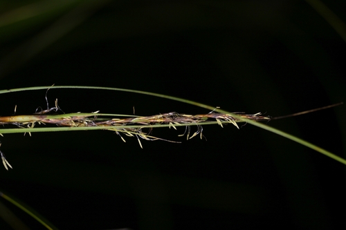 Image of Gahnia lacera by (c) Christopher Stephens, some rights reserved (CC BY-SA)